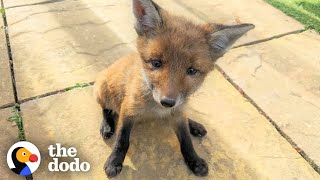 Family Rescues Baby Fox In Their Backyard And Reunites Him With Mom  The Dodo [upl. by Adilen381]