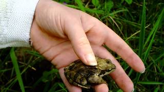 Common Frogs in the Garden [upl. by Mazur]