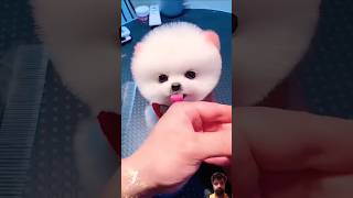 You like dogs cute pets dog cutest cat doghome pomeranian [upl. by Suriaj]