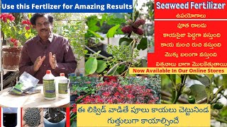 How to Use organic Seaweed Fertilizer  Uses of Seaweed Fertilizer  Best Fertilizer [upl. by Ryun]