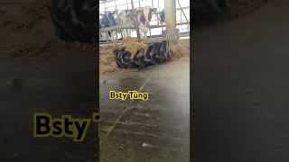 Instructions for pushing feed to cows [upl. by Topping832]