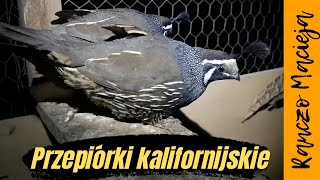 Przepiórki kalifornijskie 210 [upl. by Ereveniug689]