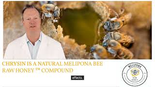 CHRYSIN IS A NATURAL COMPOUND FOUND IN MELIPONA BEE RAW HONEY™ [upl. by Aeriela]