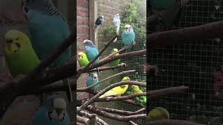 Parkieten geluiden – Parakeet sounds – Lovebird sounds – Budgie sounds Budgerigar sounds [upl. by Montgomery]