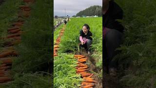 Sweet Carrot🥕🥕 Harvesting from Farm With Rural Farmer Activites satisfying shorts [upl. by Aonian322]