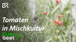 Mischkultur Tomaten unterpflanzen mit Ingwer und Erdnüssen [upl. by Bazil619]