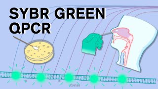 SYBR Green qPCR [upl. by Jareb16]