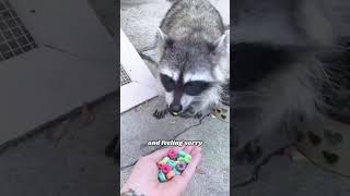 Raccoons stealing food amimals animallover cute [upl. by Tucky947]