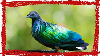 Nicobar Pigeon Caloenas nicobarica Call  Nicobar Pigeon Sound amp Song  Nicobar Pigeon Video [upl. by Eeresed]