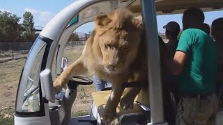 Lion Gets Way Too Close to Tourists on Safari [upl. by Brechtel618]