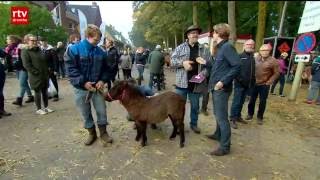 Paardenmarkt Zuidlaren drukker bezocht [upl. by Ahsienauq]