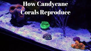 How Candycane Corals Reproduce [upl. by Gut533]