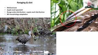 LDWF  status of Limpkins in Louisiana [upl. by Winfield]