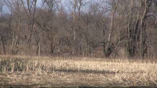 Flooded Corn Duck Hunting Land for Sale [upl. by Senalda]