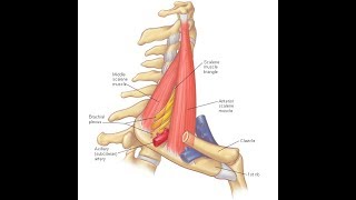 Scalenus anterior amp medius exercises [upl. by Audun]