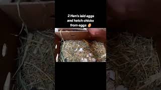 2 hens laid eggs 🥵and hatch chicks from eegs 🥵 Roster Aseel murga 🥰 [upl. by Lachlan483]