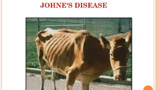 1 Johnes DiseaseVeterinaryPathology [upl. by Ranice]