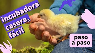 como hacer una Incubadora Casera para Pollos [upl. by Yeaton484]