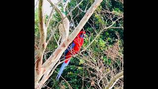 crimsonrosella rosella birds birdlovers bird shortsfeed shorts youtubeshorts australia [upl. by Mayes]