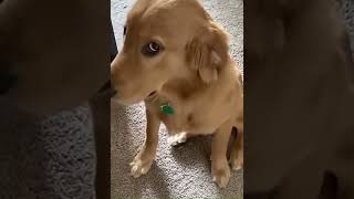 🐶DOG GETS CAUGHT IN THE ACT🤨 [upl. by Notsniw]