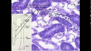 15 Medical School Histology Urinary System  Part 1  Kidney and Nephron [upl. by Aedrahs]