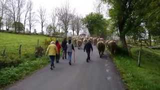 Transhumance AUBRAC 2014 Cropières Raulhac Cantal France nouveau [upl. by Dori207]