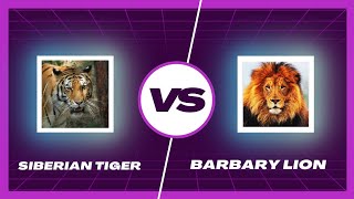 Barbary Lion vs Siberian Tiger  Siberian Tiger vs Barbary Lion  Lion vs Tiger  Tiger vs Lion [upl. by Dulce]