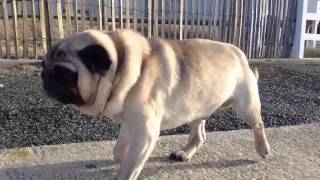 Pug dog walking [upl. by Maximilien]