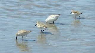 sanderlings [upl. by Elleved317]