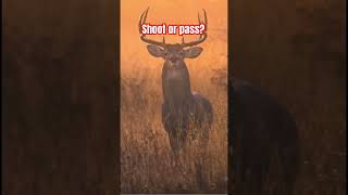 Shoot or pass music deerhunting deer bucks rut [upl. by Alanna68]