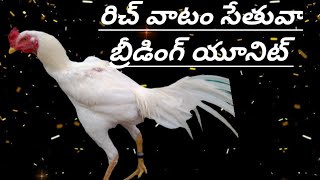 తూర్పు రిచ్ వాటం బ్రీడింగ్ యూనిట్ 94949 66687 khrfarms bhimavaram kollu [upl. by Yentterb]