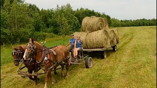 HAULING ROUND BALES WITH DRAFT HORSES  Farming with Horses 509 [upl. by Peace720]