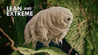 Tardigrades The Most Resilient Animals in the Universe [upl. by Eilliw]