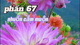 Phần 67 hát nhuốn giao duyên cắm muộn [upl. by Rancell]