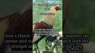 Gamefowl Bloodlines  Crosses of greys [upl. by Kaile]