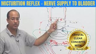 Micturition Reflex  Nerve Supply to Bladder  Micturition Cycle 👨‍⚕️ [upl. by Naujik]