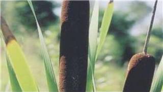 Gardening From Seeds  How to Plant Cattail Seeds [upl. by Rayna122]