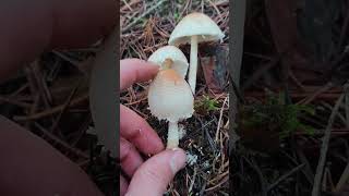 Lepiota clypeolaria [upl. by Eliam594]