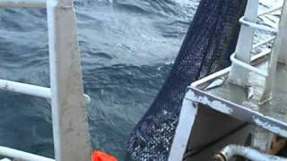 Seining in the North Sea on quotFruitful Harvestquot from Scotland in 2003 [upl. by Dottie]