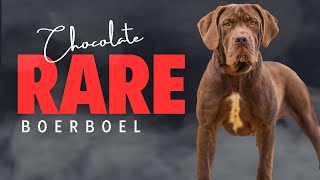 5 Month Old RARE Chocolate Boerboel [upl. by Timmons]