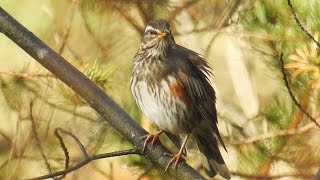 Red Wing  Rødvingetrost  Turdus iliacus [upl. by Atirehgram]