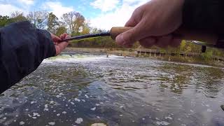 Fly Fishing for King Salmon in the Milwaukee River Fall 2017 [upl. by Vig688]