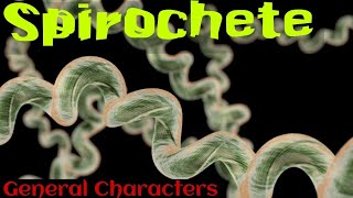 Spirochetes in hindi  Spirochetes microbiology in hindi [upl. by Bradski]