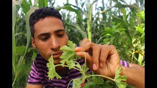 هذا النبات يستخرج منها اغلي الزيوت الطيارهpelargonium graveolens [upl. by Anagrom]