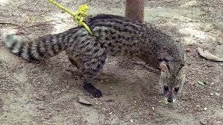 Interesting facts about civet cat by weird square [upl. by Christoph]