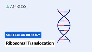 Ribosomal Translocation To the Endoplasmic Reticulum [upl. by Anilegnave82]