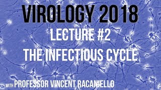 Virology 2018 Lecture 2 The Infectious Cycle [upl. by Ahtnama]