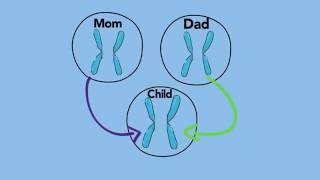 Modes of Inheritance  Dominant amp Recessive  A Primer for Patients and Parents [upl. by Payson]