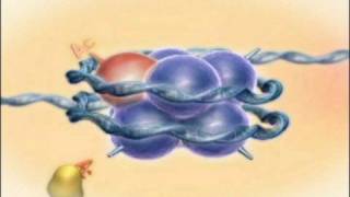 Chromatin Histones and Modifications Rate My Science [upl. by Prudence]