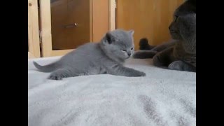 British Shorthair Cat and Kittens [upl. by Anitsihc]